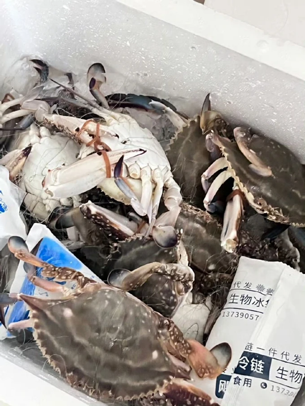 冷鏈運輸螃蟹能保存多少天(圖1) 冷鏈運輸螃蟹能保存多少天(圖1)