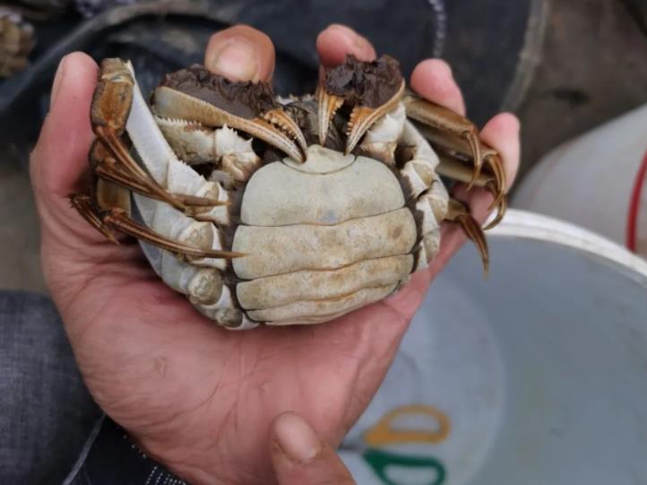 冷鏈運(yùn)輸螃蟹時(shí)，如何防止螃蟹相互攻擊？(圖1)