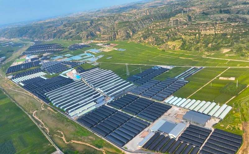 有機食用菌(圖1) 有機食用菌(圖1)